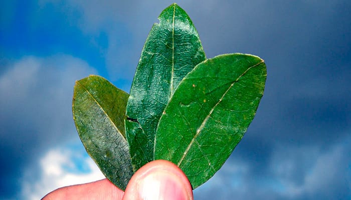Las hojas de coca (K'intu)