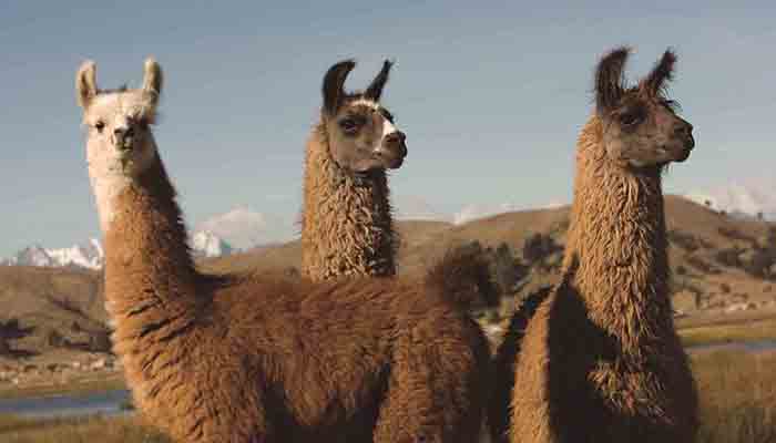 Llamas Incas
