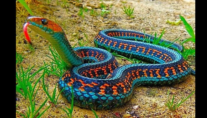 Kasipoluin el arcoíris